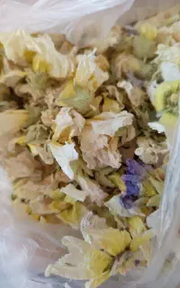 گل خطمی تازه