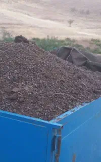 کودگوسفندی حیوانی پهن