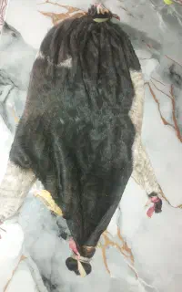 خیگ