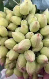 پسته کال و غیره نقدی خریدارم