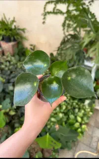 حراج گل و گلدان