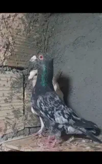 جفت‌هفترنگ‌کاکل