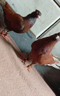 یک جفت کبوتر معاوضه