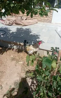 خروس