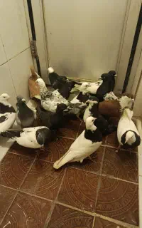 مجسمه کبوتر