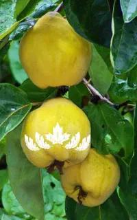 فروش نهال به ترش ( آذربایجان )
