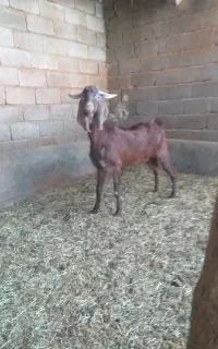 بزغاله نر
