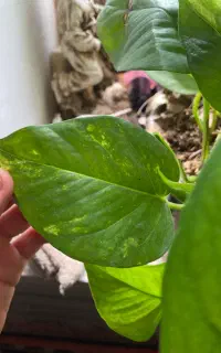 حسن یوسف و پتوس و شفلرا