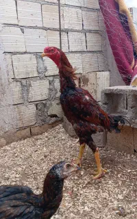 یه خروس لاری تاج مهر