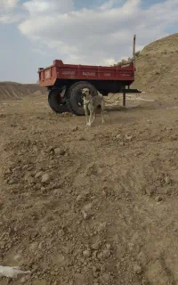 فروش ماده عراقی شکم طلا