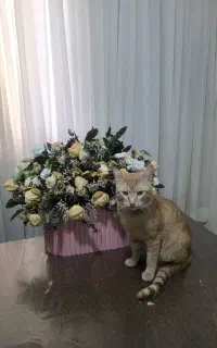 واگذاری بشرط فرم تعهد تافی یازده ماهه.