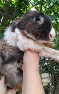 جونده خر گوش