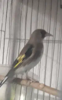 مجسمه پرنده