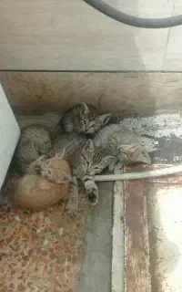 فروش گربه