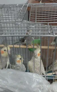 فروش عروس هلندی