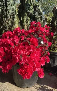 استخدام نیرو مدیر یت در باغ گل