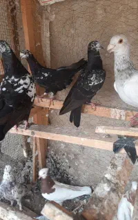کبوتر رنگی