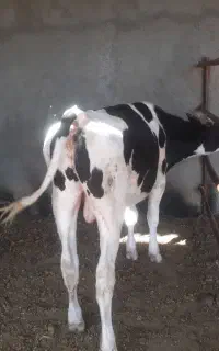 هلشتاین اصل
