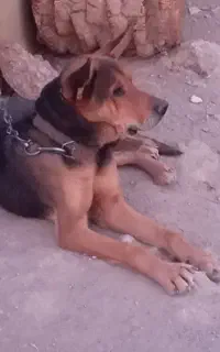 سگ نگهبان درشت
