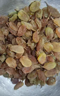 کشمش پلویی