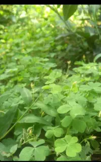 ترش واش جنگلی سرخ نشده