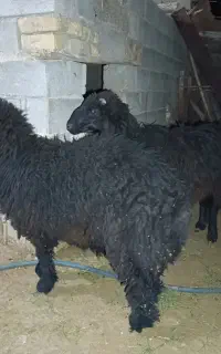 فروش بره نر