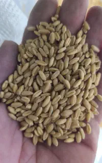 بوجاری گندم و عدس و شمبلیله