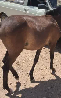 کره اسب نریون