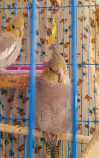 عروس هلندی گمشده