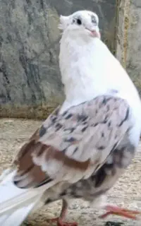 جمعه بازار ماسور