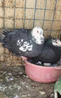 نروماده سوسکی کله سفید