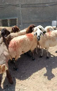 میش بره شیشک گوسفند