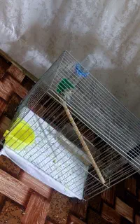 قفس پرنده