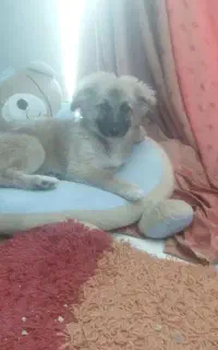 سگ شتزو پامر