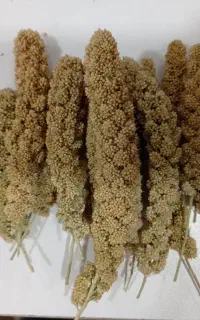 ارزن خوشه ای وکف دریا
