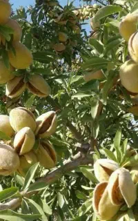 تولید نهال بادام آذر، تونو، فرانیس