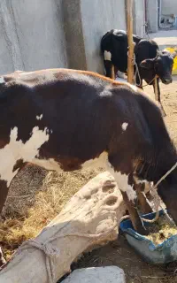فروش یک راس گوساله ماده