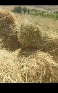 علف آرپالی اوت ۱۲۰بسته آل باغی و۲۲۰ بسته پرس