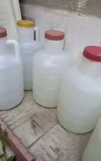 دبه خیاشو سالم و تعداد زیاد