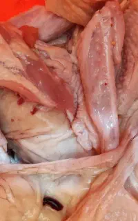 ضایعات مرغ برای سگ