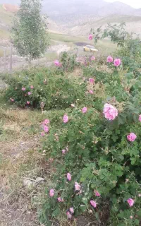 غنچه گل محمدی محلی