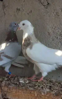 کبوتر طوقی