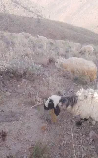 گوسفند