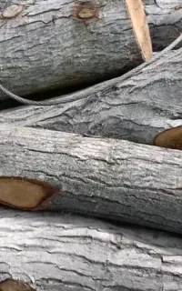 خرید انواع چوب