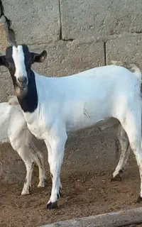 فروش کهره دورگ صومال