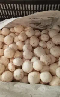پنجاه کیلو قارچ