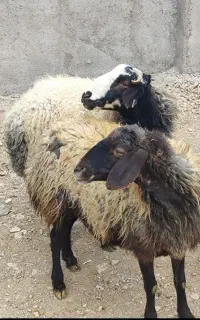 شیشک چاق