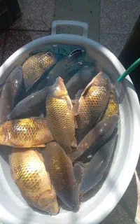 ماهی فروشی خورشید