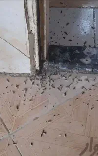 سمپاشی تخصصی ساس سوسک