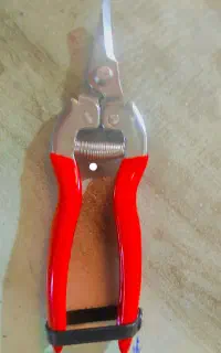 قیچی